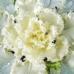 Que planter pour un jardin et un potager d’hiver ?