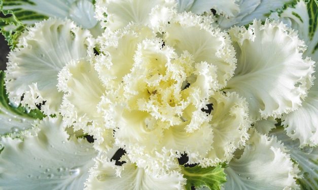 Que planter pour un jardin et un potager d&rsquo;hiver ?