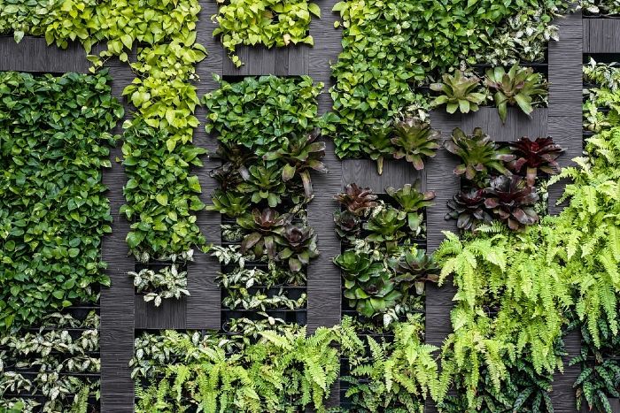 Comment Entretenir Un Mur Vegetal Comment Entretenir Un Mur Vegetal